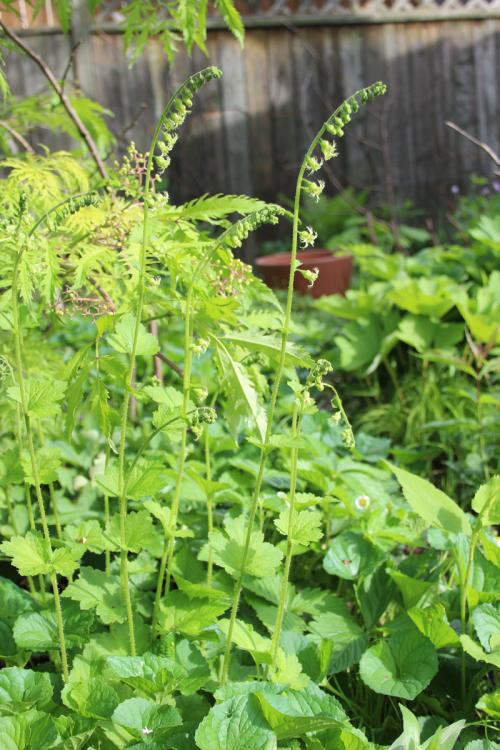 Mitella diphylla, Bishop’s Cap 
