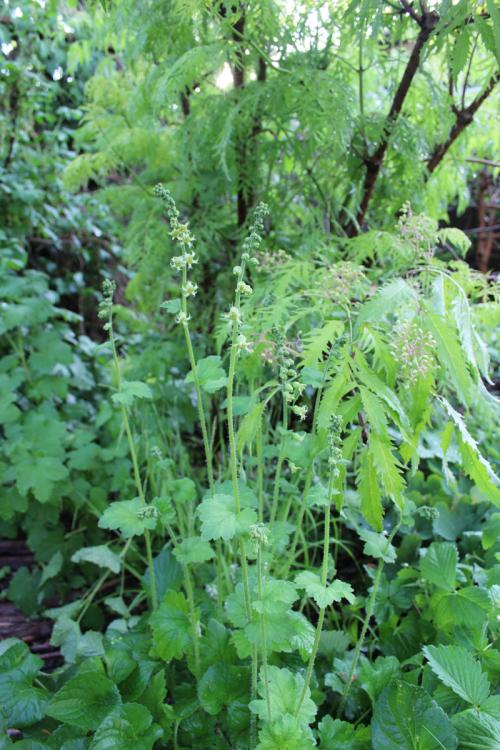Mitella diphylla, Bishop’s Cap 
