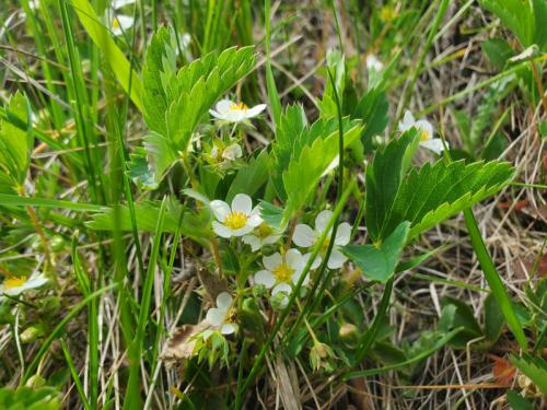 Fragaria virginiana, Virginia Strawberry