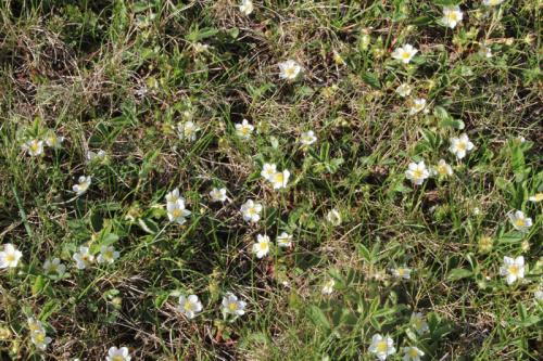 Fragaria virginiana, Virginia Strawberry