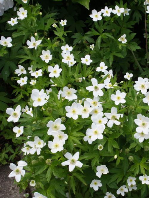 Anemonastrum canadense, Canada Anemone 