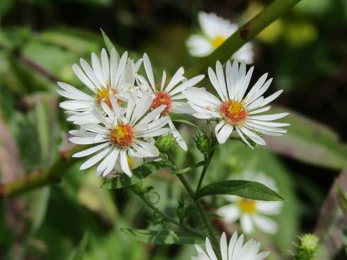 Symphyotrichum pilosum, Frost Aster