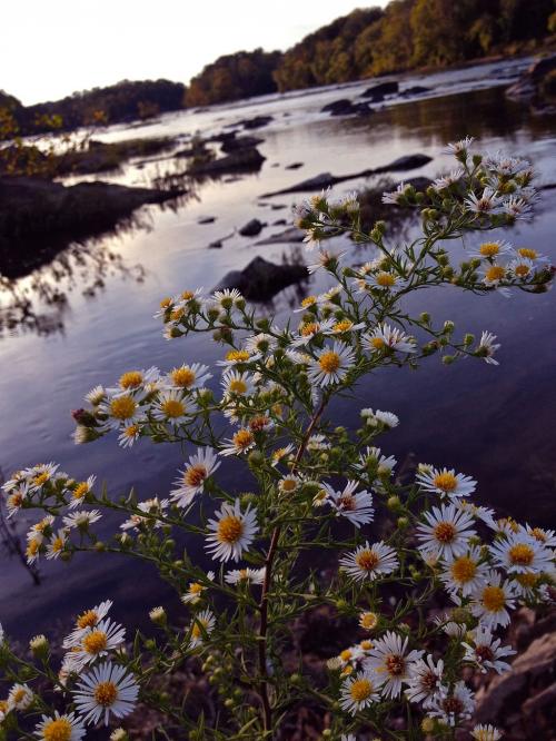 Symphyotrichum pilosum, Frost Aster