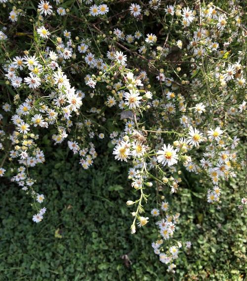 Symphyotrichum pilosum, Frost Aster