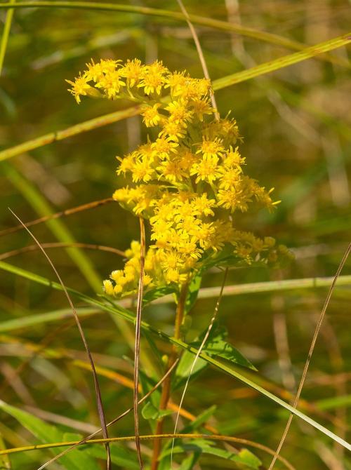 Solidago uliginosa, Bog Goldenrod 