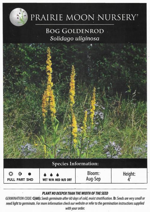 Solidago uliginosa, Bog Goldenrod 