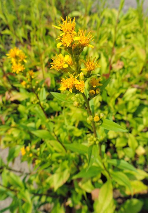 Solidago uliginosa, Bog Goldenrod 