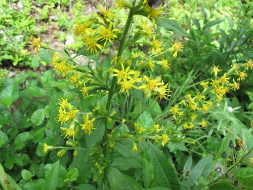Solidago macrophylla, Large-leaved Goldenrod