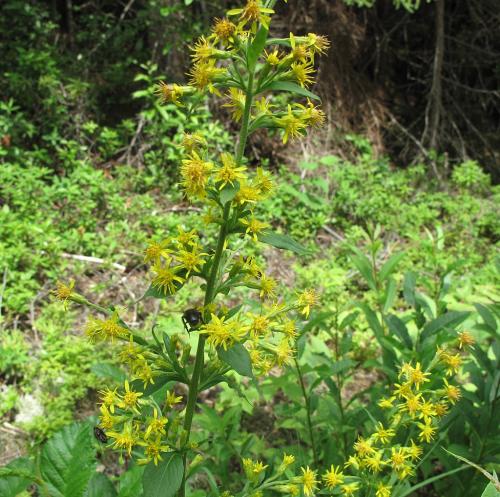 Solidago macrophylla, Large-leaved Goldenrod