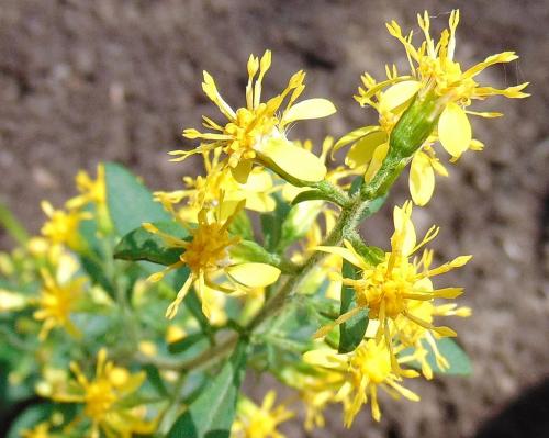 Solidago macrophylla, Large-leaved Goldenrod