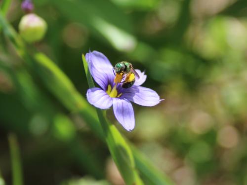 Sisyrinchium montanum, Blue-eyed Grass