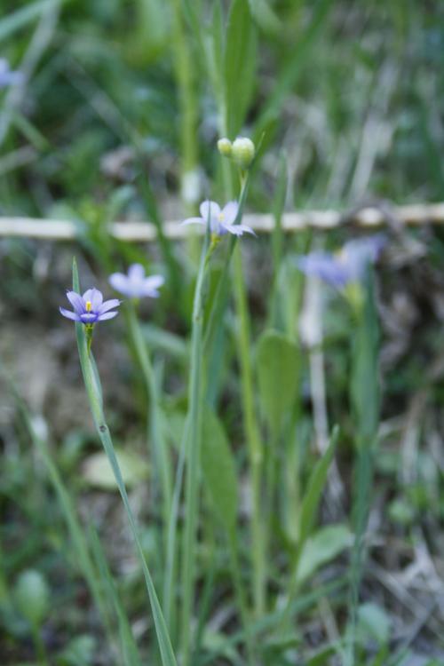 Sisyrinchium montanum, Blue-eyed Grass