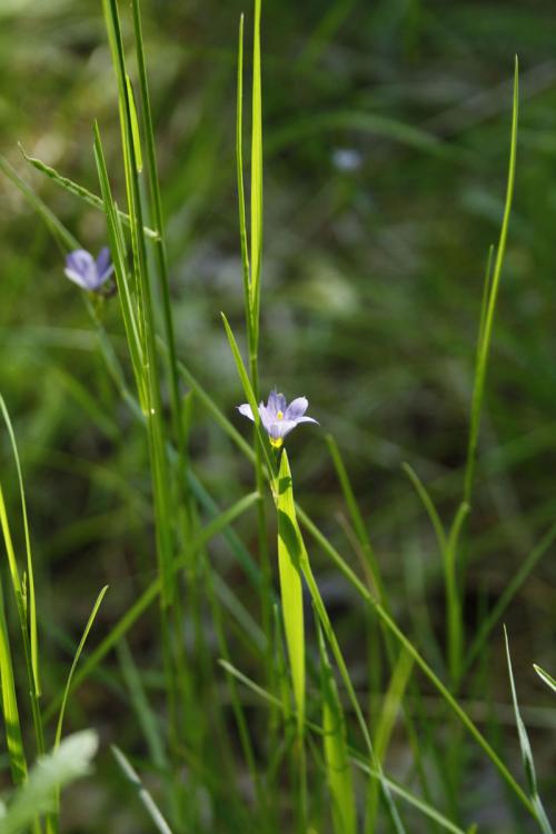 Sisyrinchium montanum, Blue-eyed Grass