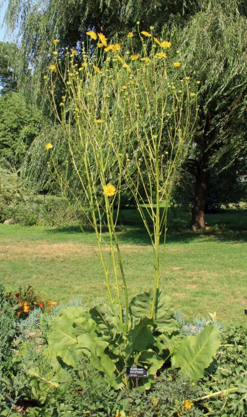 Silphium terebinthinaceum, Prairie Dock