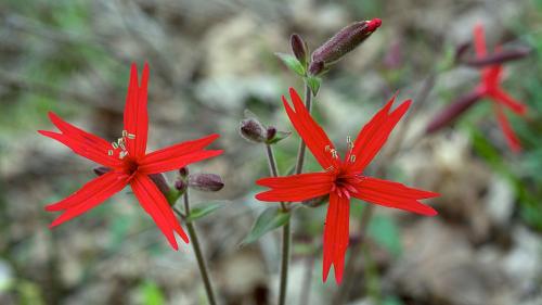 Silene virginica, Fire Pink