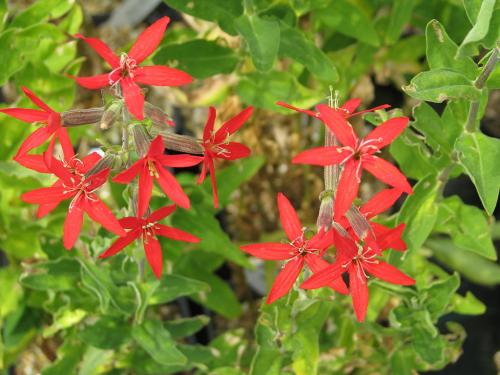~ Silene regia, Royal Catchfly