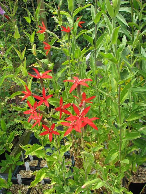~ Silene regia, Royal Catchfly