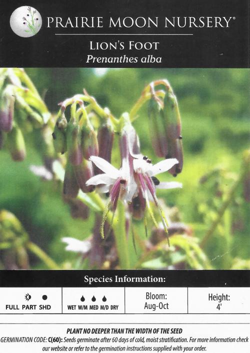 Nabalus albus, White Rattlesnakeroot 