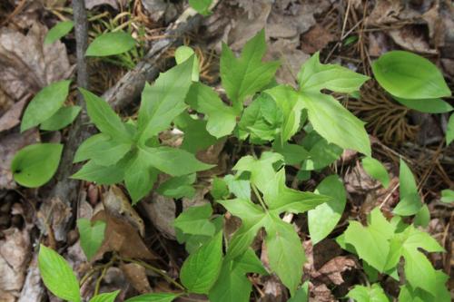 Nabalus albus, White Rattlesnakeroot 