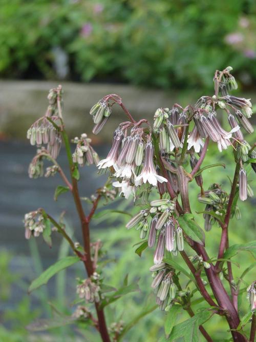 Nabalus albus, White Rattlesnakeroot 