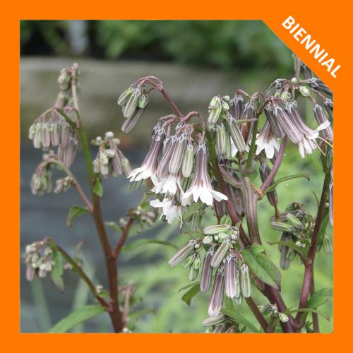 Nabalus albus, White Rattlesnakeroot 