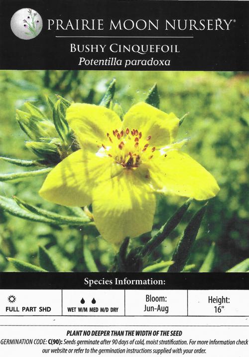 Potentilla supina, Bushy Cinquefoil