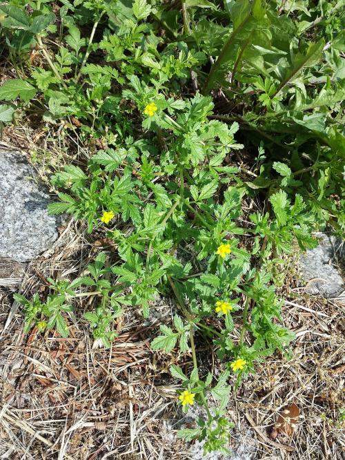 Potentilla supina, Bushy Cinquefoil