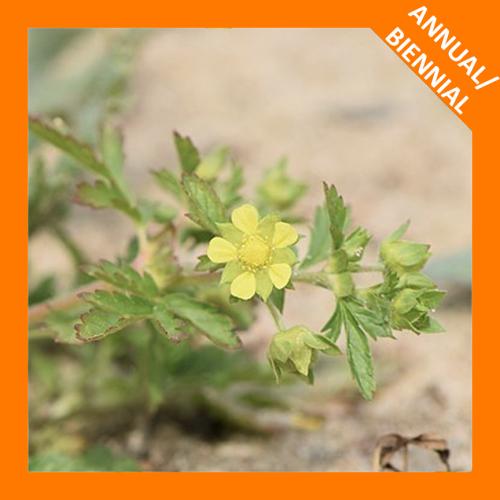 Potentilla supina, Bushy Cinquefoil