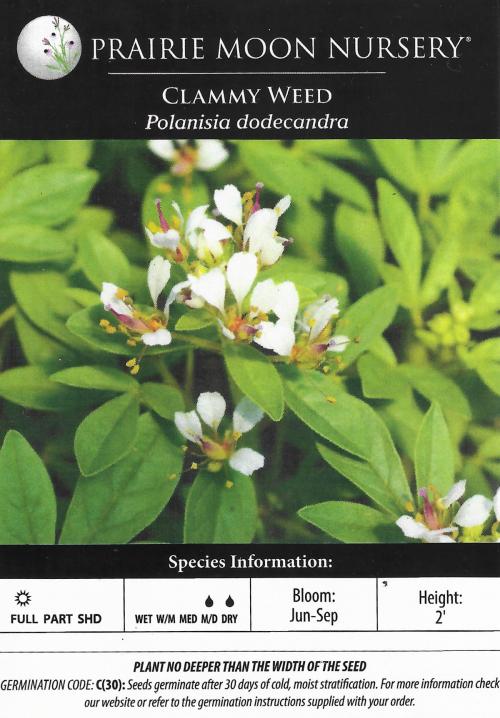 Polanisia dodecandra, Clammy Weed