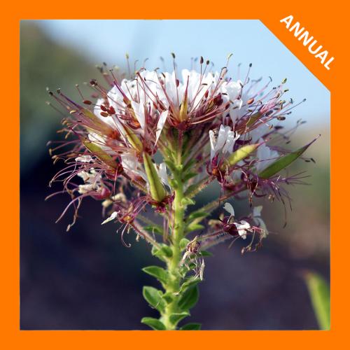 Polanisia dodecandra, Clammy Weed