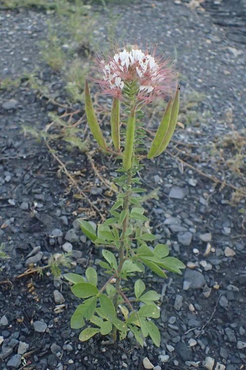 Polanisia dodecandra, Clammy Weed