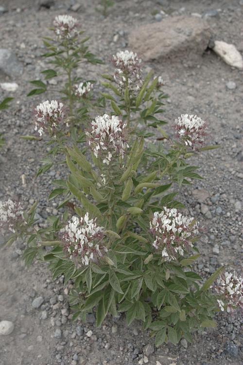 Polanisia dodecandra, Clammy Weed