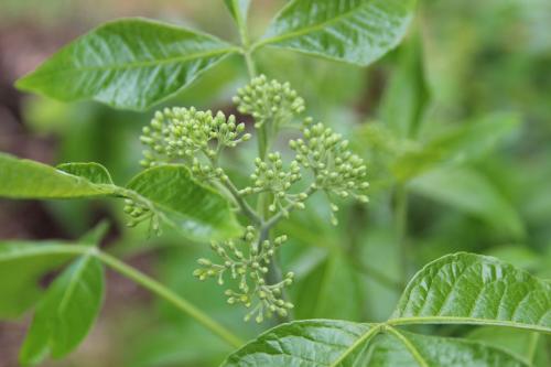 Ptelea trifoliata, Common Hop-tree