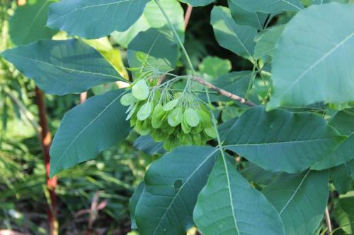 Ptelea trifoliata, Common Hop-tree