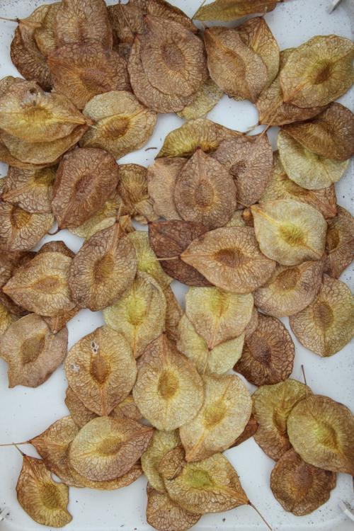 Ptelea trifoliata, Common Hop-tree