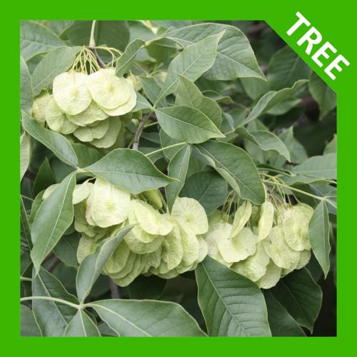 Ptelea trifoliata, Common Hop-tree
