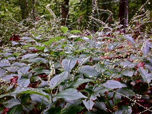 Persicaria virginiana, Woodland Knotweed 