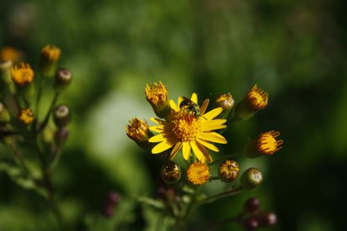 Packera aurea, Golden Groundsel