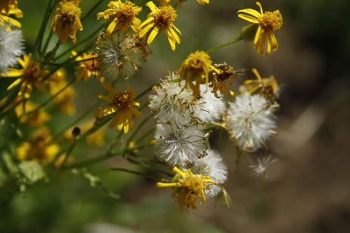 Packera aurea, Golden Groundsel