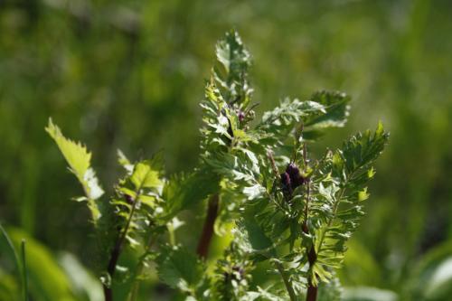 Packera aurea, Golden Groundsel