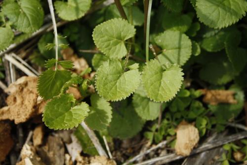 Packera aurea, Golden Groundsel