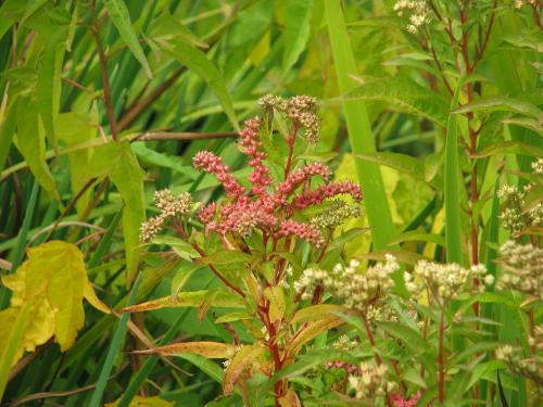 Penthorum sedoides, Ditch Stonecrop
