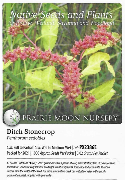 Penthorum sedoides, Ditch Stonecrop