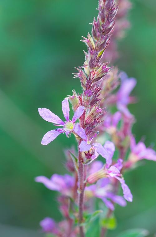 Lythrum alatum, Winged Loosestrife 