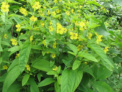 Lysimachia ciliata, Fringed Loosestrife