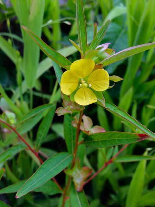 Ludwigia alternifolia, Seedbox 