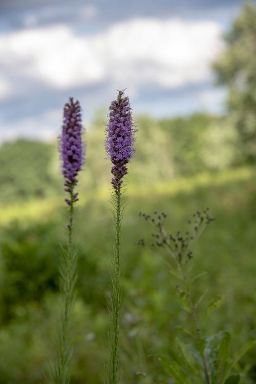 Liatris spicata, Dense Blazing Star 