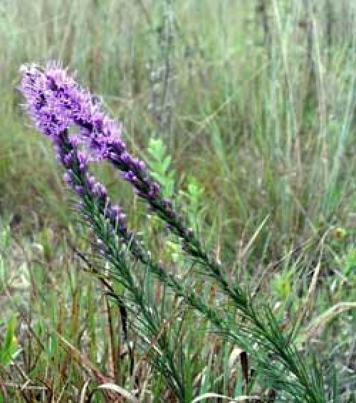 Liatris spicata, Dense Blazing Star 