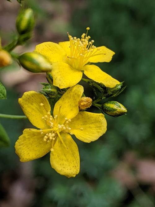 Hypericum punctatum, Spotted St. John&#039;s-wort