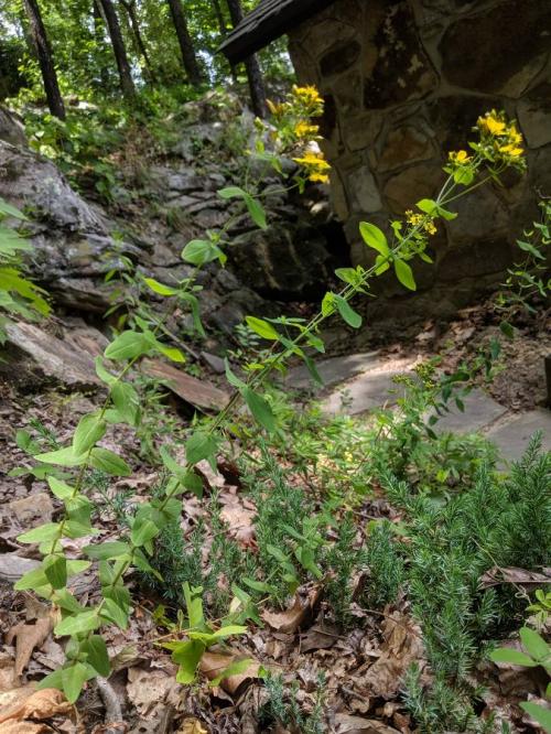 Hypericum punctatum, Spotted St. John&#039;s-wort